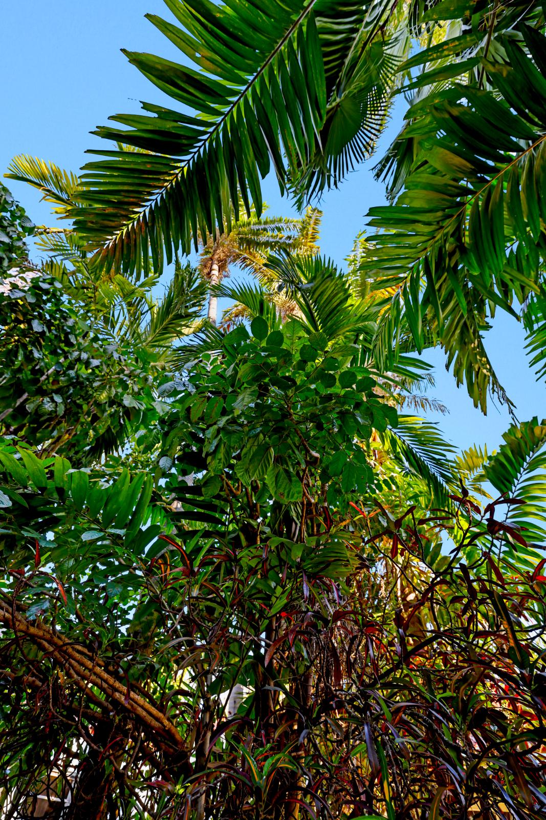 Tropical foliage detail in the fenced backyard garden
